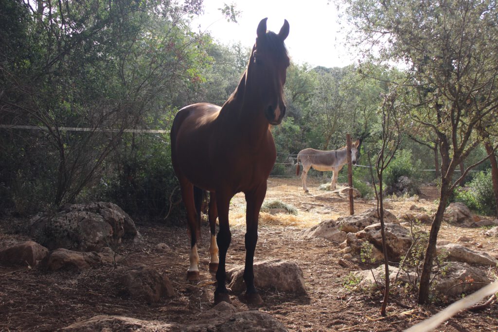 Pferd und Esel