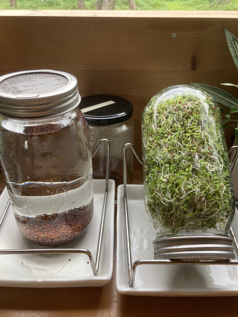 Brokoliesprossen - links frisch angesetzt, rechts fertige Sprossen