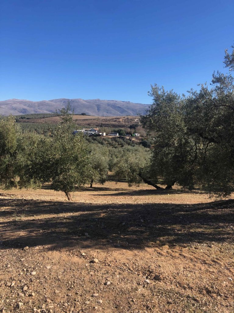 Ehemaliger Campingplatz in der Nähe von Loja, Spanien; inmitten von Olivenbäumen